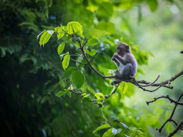 Ubud Monkey Forest
