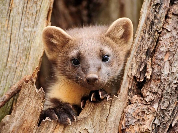 Woodland Mammal