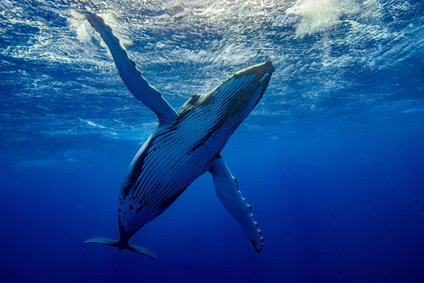 Big Blue Ocean